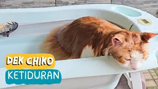 Dek Chiko Mandi. funny video cute cat animal trending viral kucing pet anjing channel youtube hits