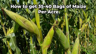 Happy Farmer Reaps Huge Harvests Of 35-40 Bags Of Maize Per Acre Effortlessly!