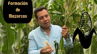 Polinización en el cultivo de maíz. Detalles para la formación de mazorcas