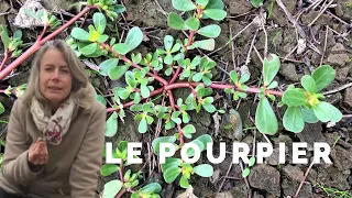 Le pourpier - plante sauvage comestible