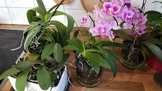 44. Орхидеи в пенопласте начинают растить цветоносы! Обзор фаленопсисов в середине сентября 2019