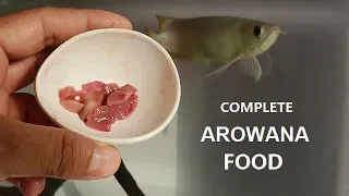 Best Foods for Arowana Fish - I feed my arowana!