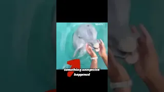 Dolphin does something amazing  🤩