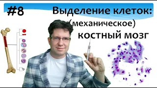 Выделение клеток. Костный мозг. Культивирование. Культура клеток. Bone marrow. Cell isolation.