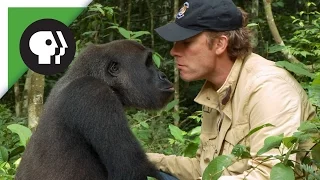 Millionaire Conservationist Reunites with Gorilla Released to the Wild