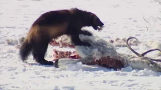 Росомаха и олень!