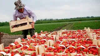 Огромный урожай клубники собрали в Хатлонской области Таджикистана