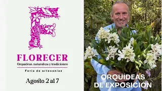 Orquídeas de exposición - Feria de las Flores - Clima caliente