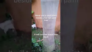 Don't put small plant beside the fox-tail palm tree