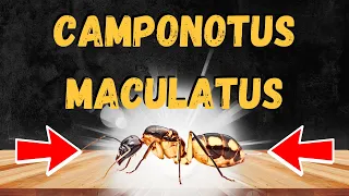 Camponotus maculatus ( Kenya ) 07-09-2023