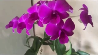 How to grow and care orchid||Dendrobium orchid care and propagation