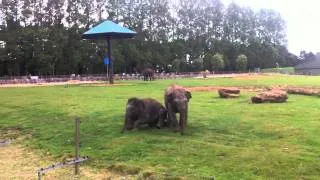 Baby Elephants at Whipsnade