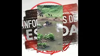 Cavalo morto as margens da pista de cooper, na cidade de Escada.ATENÇÃO PREFEITURA 🗣️