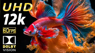 Betta Fish: Stunning Video Black Aquarium in 12K ULTRA HD 60FPS Dolby Vision - With Relaxing Music