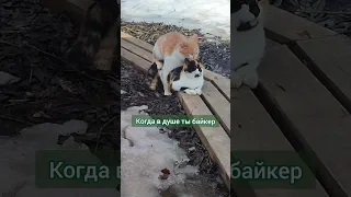 Когда в душе ты байкер 🤣