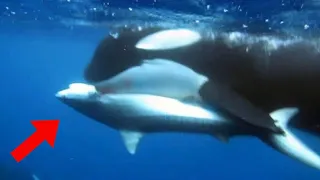 Footage Captures Killer Whales Attacking Great White Shark in South Africa!