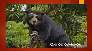 Flora y fauna de las tres regiones del Perú