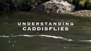 Understanding Caddisflies with Tom Rosenbauer