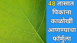 फक्त 48 तासांत पिकांना हिरवेगार बनविन्याचा फॅार्मुला 🚀