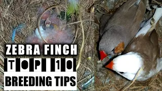 Zebra Finch Breeding- 10 best breeding tips part -1