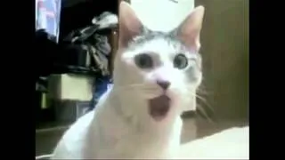 OMG Cat funny lol HD