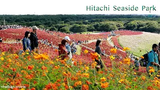Hitachi seaside park Japan【 ひたち海浜公園 】【EPISODE 3】| #explorejapan #ひたち海浜公園 #japan
