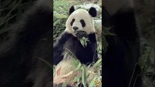 Bamboo leaves taste so delicious 😋🥰#panda #pandaeat #eating #cuteanimals #fyp #foryou