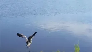 'Great Blue Heron' On Take Off And In Flight