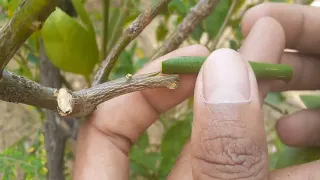 Grafting Citrus tree For Beginner