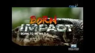 Born Impact: The bayawak, and how to protect these modern-day dragons