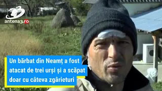 Un bărbat din Neamț a fost atacat de trei urși și a scăpat doar cu câteva zgârieturi