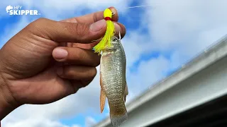 What will eat this HUGE minnow? | Almost BROKE my LEG! (AGAIN)