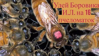 Профессиональное пчеловодство. Улей Боровика И.Л. на 16 пчеломаток