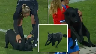 Dog Invades International Football Match And Makes Player Of The Match Performance 😅​