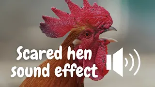 Scared hen sound effect | Joyful feathers