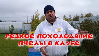 Пчелы в клубе. Ответы на главные вопросы. Что с трутовкой???