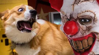 Funny Dogs 🐶 And Cats🐱 At Halloween 🎃 - Skeleton Scares 👻 funny dog tik toks