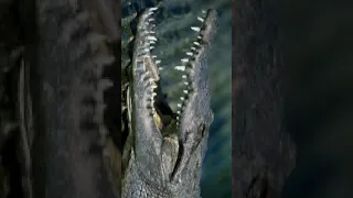 crocodile teeth cleaning bird