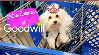 Extra Cuteness at Goodwill - Shop Along With Me - Goodwill Thrift Store