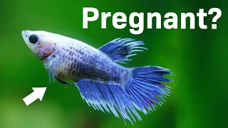 Is my female betta fish pregnant? | Bloated OR Egg bound 🤔