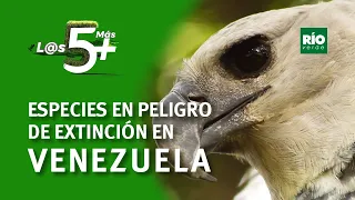 Animales en peligro de extinción en Venezuela - L@s 5 +