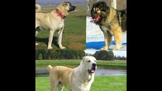 Какая собака лучше подходит для охраны дома??? Кангал, Алабай или Кавказская Овчарка???