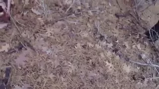 Deer screams after getting shot twice