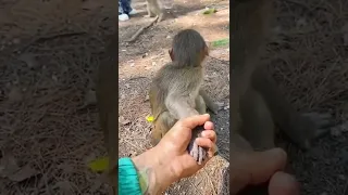 Cute Monkey Funny Reaction- Wait a second #shorts #lol #funny