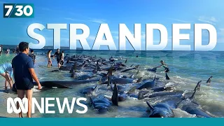 Scientists racing to solve the mystery of why pilot whales lose their bearings | 7.30