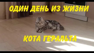 Один день из жизни кота Геральта