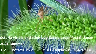 Setaria viridis and stink bug Eating green foxtail Japan 2021 Summerエノコログサとカメムシ　、エノコログサを食べる　日本2021夏