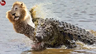 Crocodile Attack  Lion in River When Lion Crossing The River