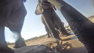 Elephants Investigate a GoPro at Ghoha Hills Waterhole