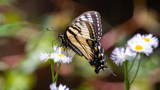 Beginner’s Guide to Identifying Butterflies